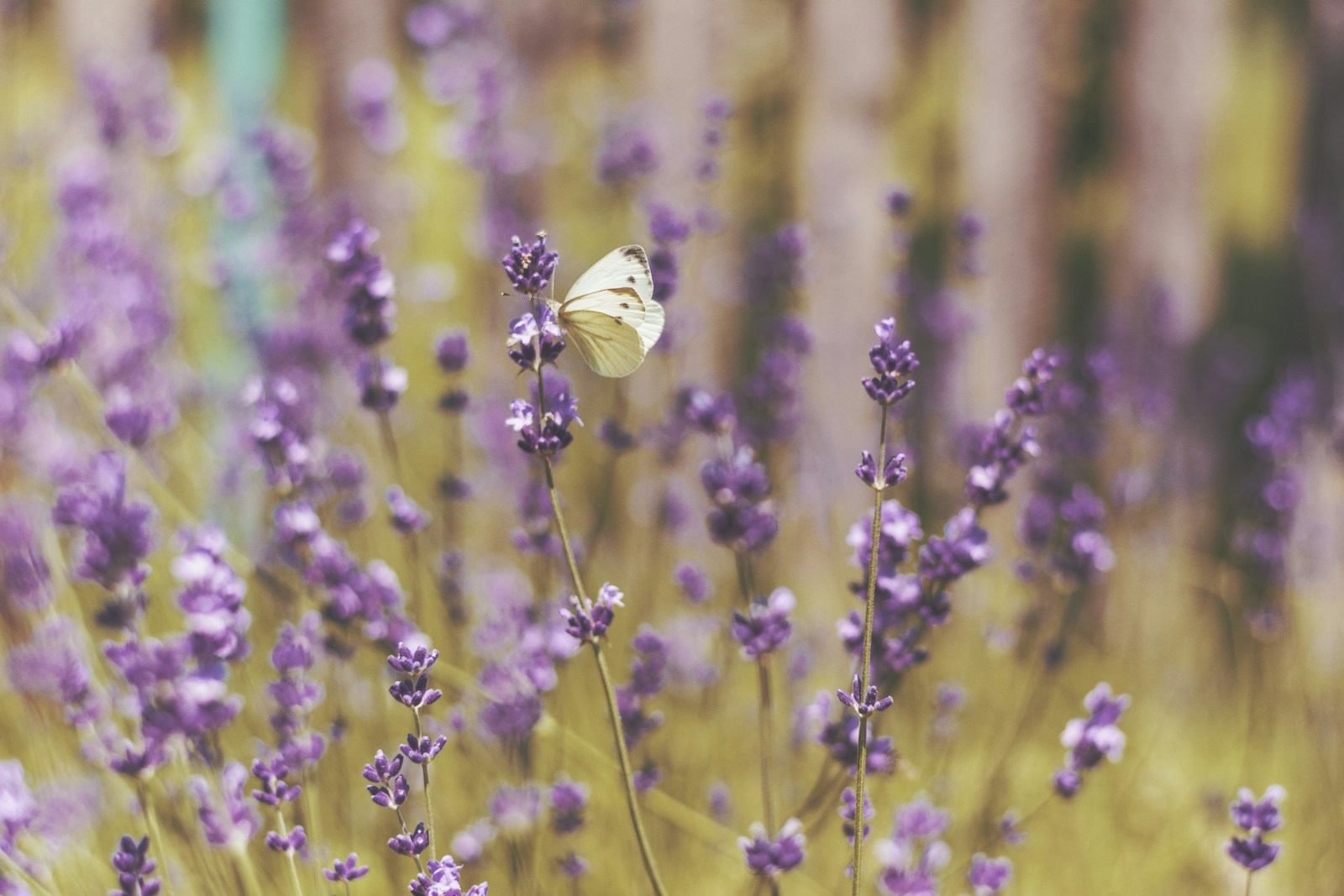 Butterfly on flowers photographed by Ivan Jevtic