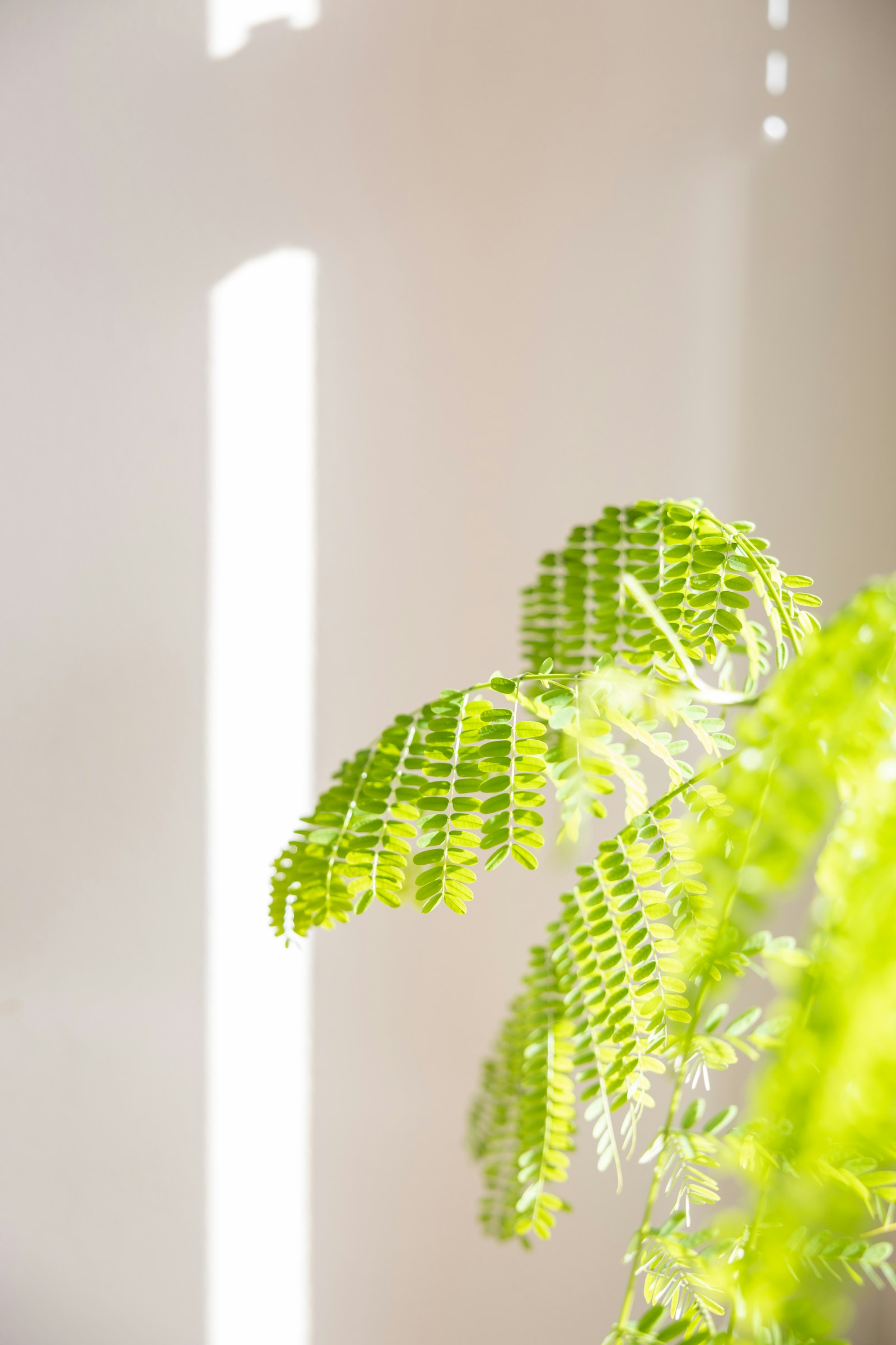 Intricate green fern photographed by Ian Dziuk