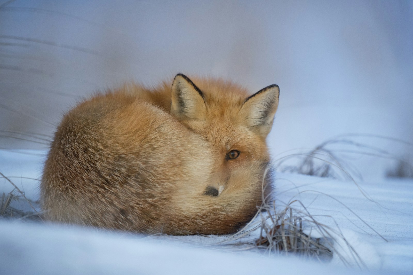 Fox photographed by Ray Hennessy